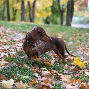 ����: �����