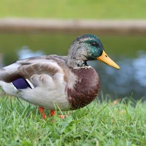 ����: �������� ������