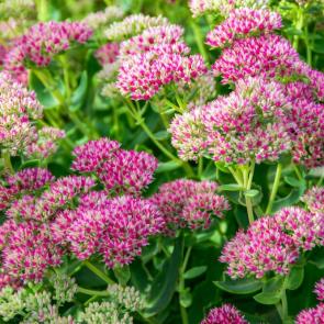 ����: ������