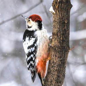 ����: ���������