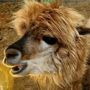 ���� ��������: �������