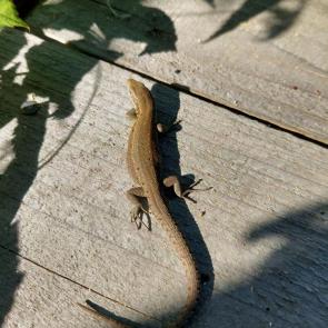 ����: �����