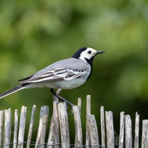 ����: ����� ���������� �� ������