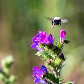 ����: ����� �� �������