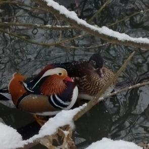 ����: �����