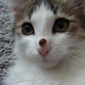 ����: ����������� ������ �����������