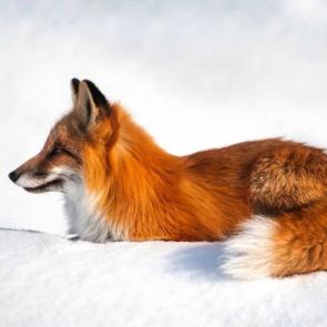 ���� ��������: 