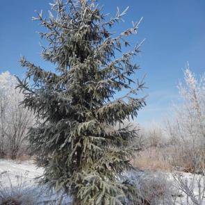 ����: ������ ���������