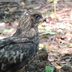 ����: �����