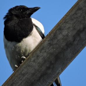 ����: ������