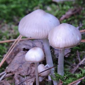 ����: ������