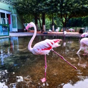 ����: ������