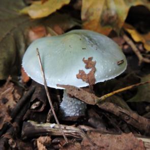 ����: ��������� ����-������