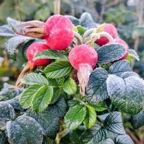 ����: �������� 