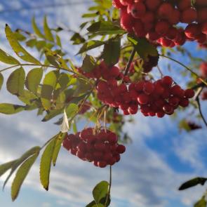 ����: ������ �������