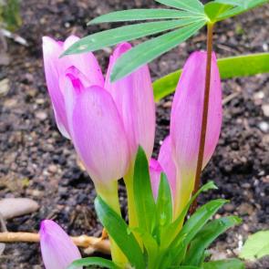 ����: �������