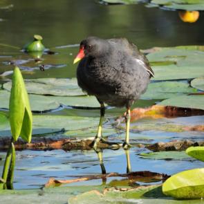 ����: ���������