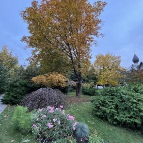 ���� ��������: 