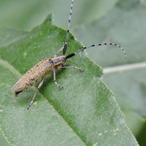 ����: ���������������� ����