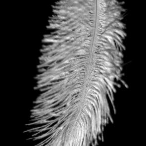 ���� ��������: 