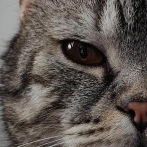 ����: ����. ������ ����. 