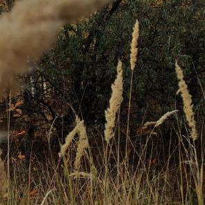 ����: �����