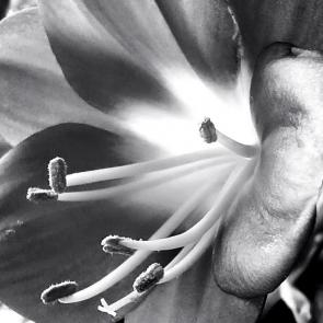 ���� ��������: 