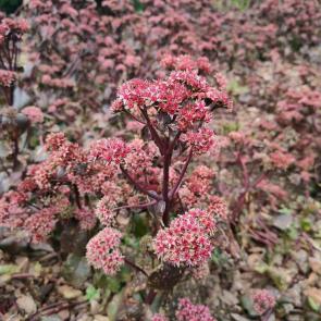 ����: ������� �������