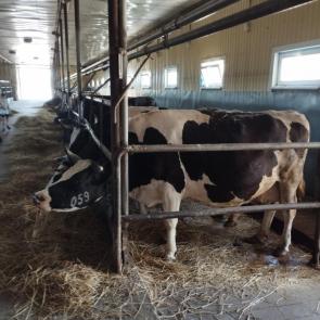 ����: �������