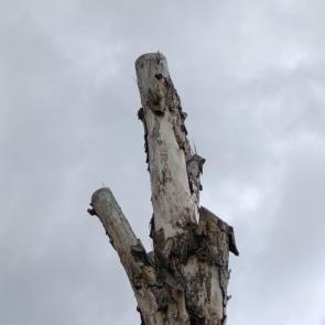 ����: ����������