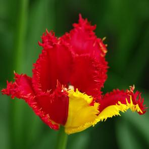 ����: ����������� �������