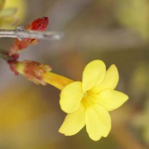 ����: ������ ������