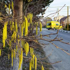 ����: �������