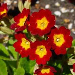 ����: �������