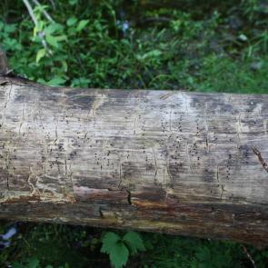 ����: ������������� ��������