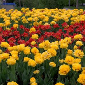 ����: ��������