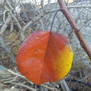 ����: ����������