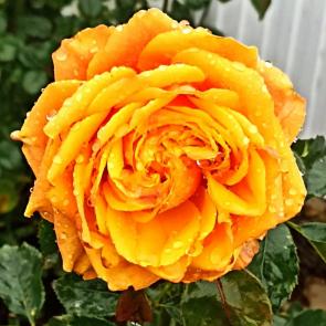 ����: ����