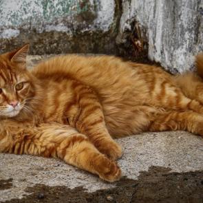 ���� ��������: �������� ������