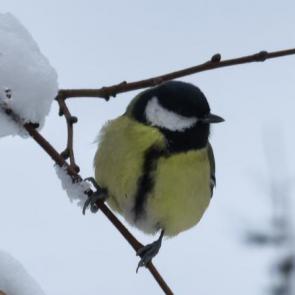 ����: ������������ �������