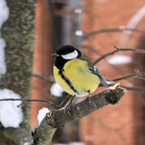 ����: ��������� �������