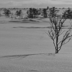 ����: ���������