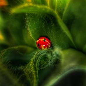 ����: � �������