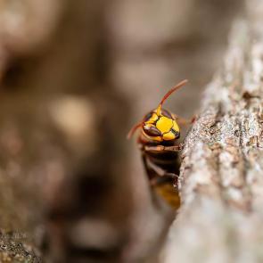 ����: ������� � ������