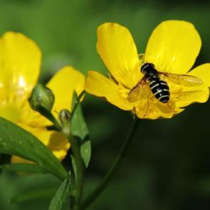 ����: �����