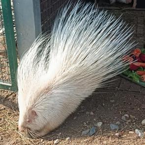 ���� ��������: ����� ��������