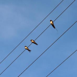 ����: ������� �����