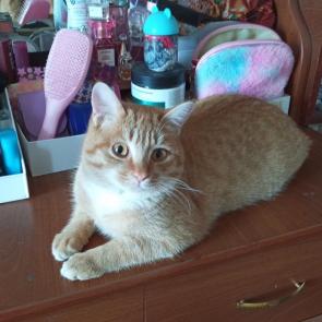 ����: ����� ���