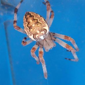 ����: ������