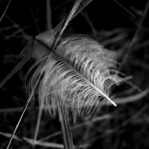 ����: �������� ���